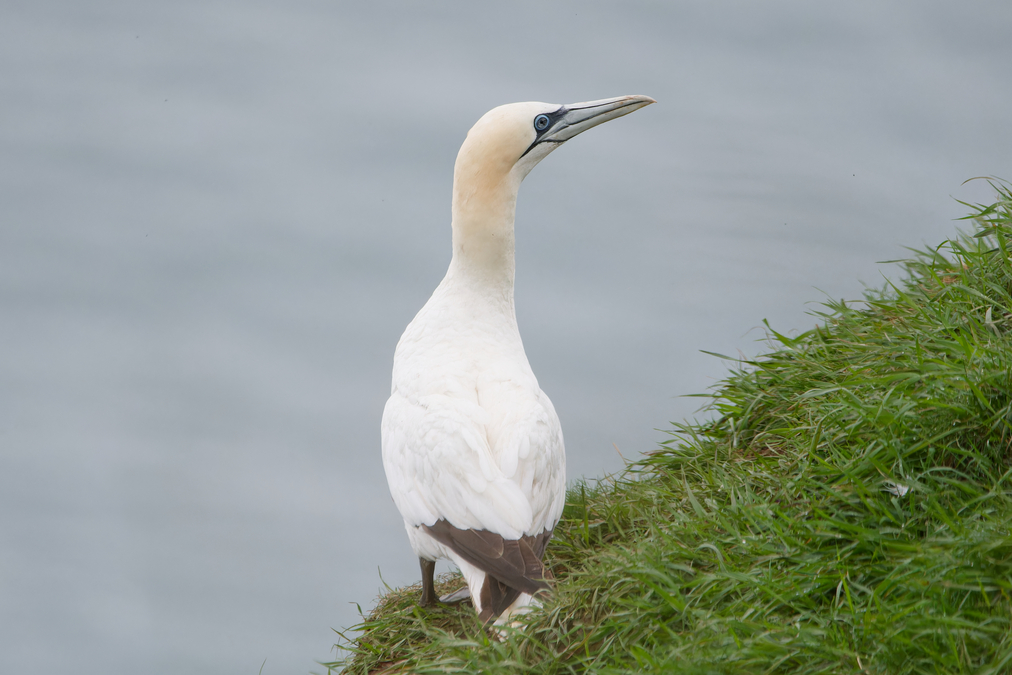 Photo of Gannet